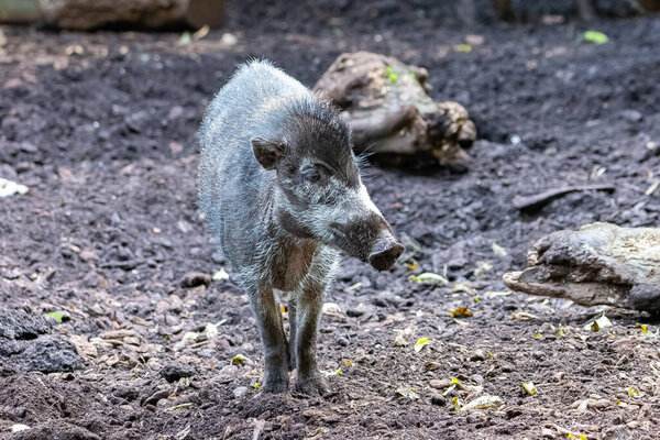 Visayan warty pig, Sus cebifrons, portrait of a young animal