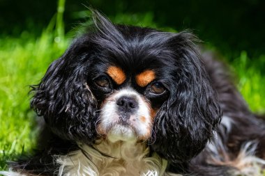 A dog cavalier king charles, a tricolor dog in the garden, portrait