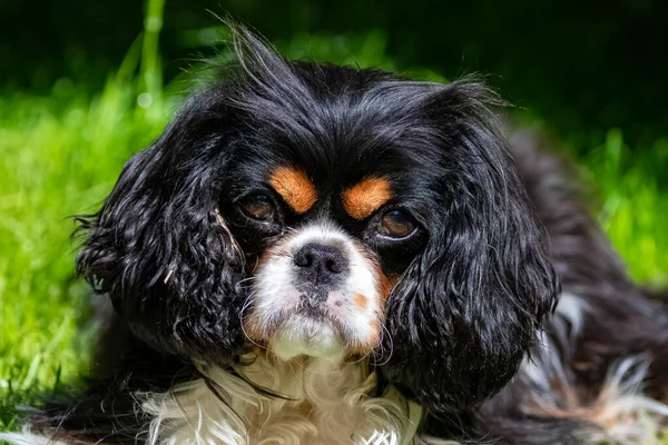 庭の三色の犬チャールズ王犬のキャバリエ肖像画 — ストック写真