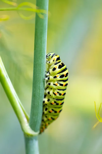 Oruga Una Cola Golondrina Del Viejo Mundo Papilio Machaon Tallo —  Fotos de Stock