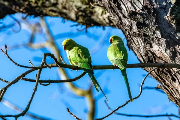 Zwei Alexandrinensittiche Wunderschöne Vögel Winter Einem Park Paris — Stockfoto