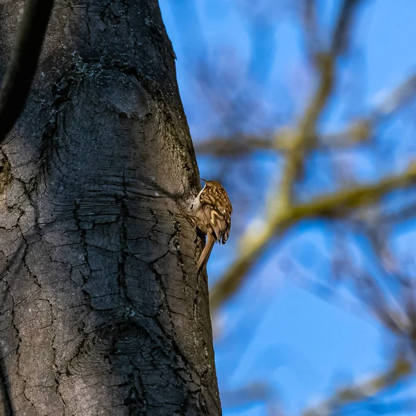 冬日里 矮脚的爬虫 在树上吃东西的小鸟 — 图库照片