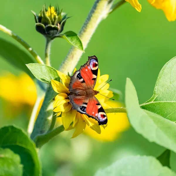 Borboleta Pavão Inachis Inseto Colorido Uma Flor Amarela — Fotografia de Stock