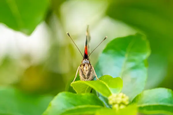 Kızıl Bir Amiral Vanessa Atalanta Renkli Bir Kelebek — Stok fotoğraf
