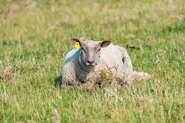 Ένα Πρόβατο Που Κείτεται Ένα Χωράφι Στη Νορμανδία Καλοκαίρι — Φωτογραφία Αρχείου