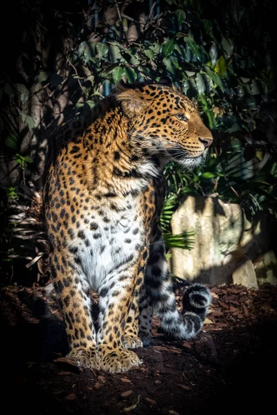 Leopardo Panthera Pardus Pantera Pie Retrato —  Fotos de Stock