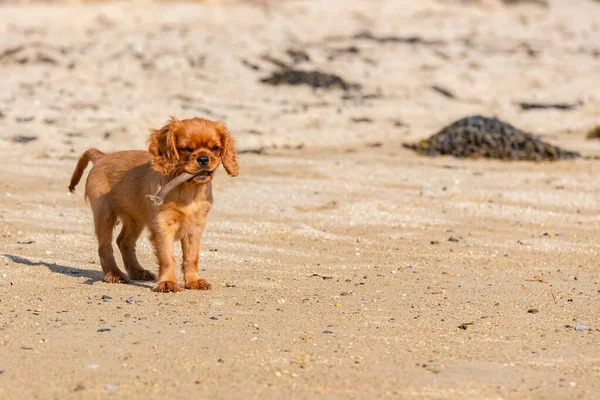 Cane Cavaliere Charles Cucciolo Rubino Che Corre Sulla Spiaggia — Foto Stock