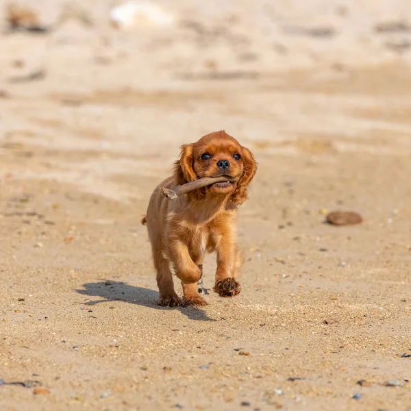 Cão Cavaleiro Rei Charles Cachorro Rubi Brincando Praia Com Pedaço — Fotografia de Stock