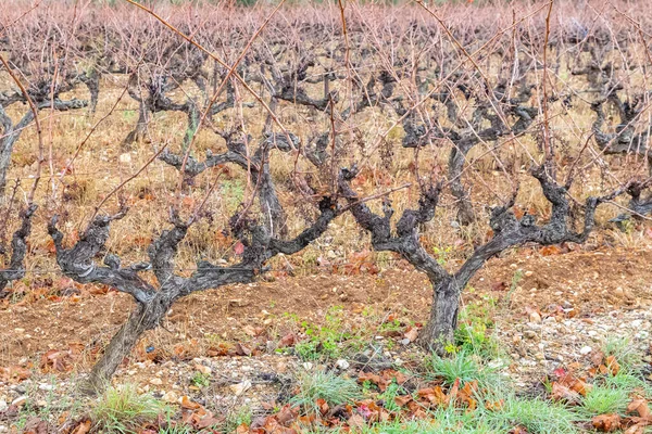 Vineyard Autumn Gard France — Stock Photo, Image
