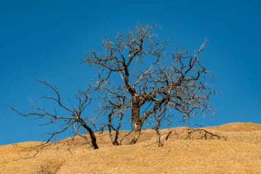 Namibya, Damarland 'daki Spitzkoppe çölündeki ölü ağaç, güzel manzara.
