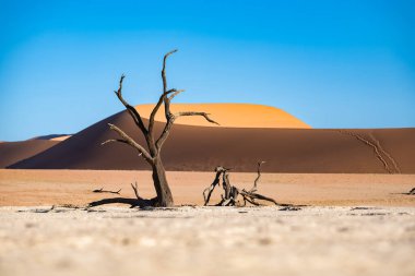 Namibya, Namib Çölü, Ölü Vadi 'deki ölü akasya, arka plandaki kırmızı kum tepeleri