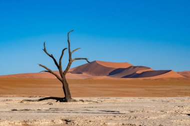 Namibya, Namib Çölü, Ölü Vadi 'deki ölü akasya, arka plandaki kırmızı kum tepeleri