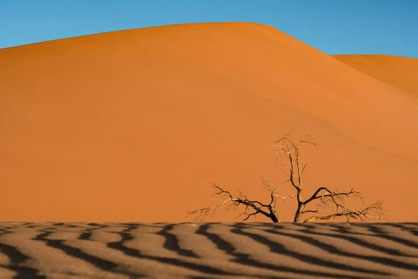 Namibia Namib Desert Tree Isolated Red Dunes Background — Stock Photo, Image