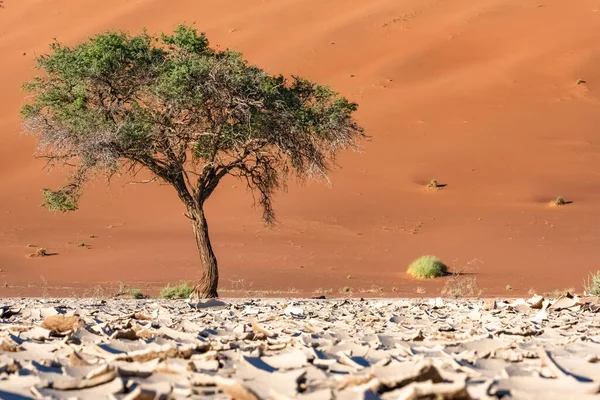 Namibië Namibische Woestijn Een Boom Geïsoleerd Rode Duinen Achtergrond — Stockfoto