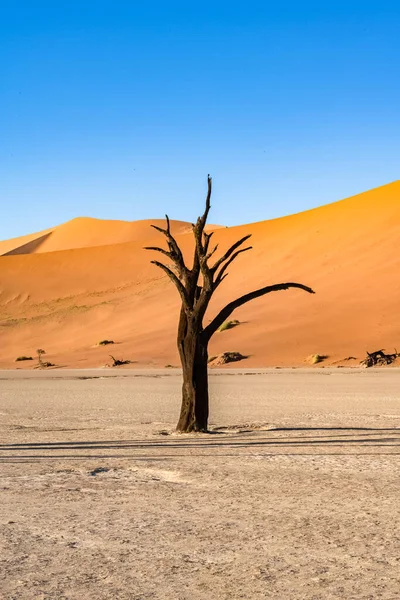 Namibya Namib Çölü Ölü Vadi Deki Ölü Akasya Arka Plandaki — Stok fotoğraf