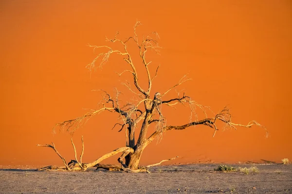 Ναμίμπια Έρημος Ναμίμπια Ένα Δέντρο Απομονωμένο Στους Κόκκινους Αμμόλοφους Στο — Φωτογραφία Αρχείου