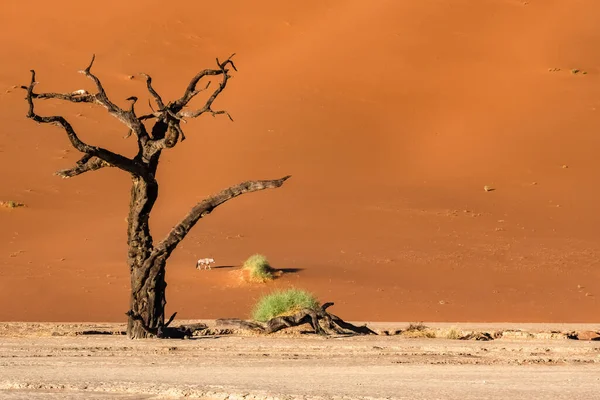 Namibië Namibische Woestijn Dode Acacia Dode Vallei Met Een Oryx — Stockfoto