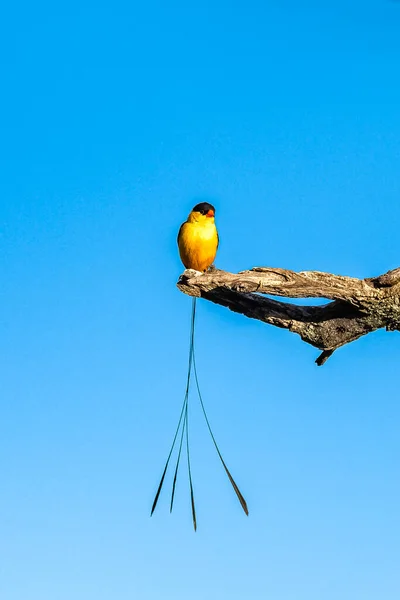 Whydah Queue Arbre Oiseau Coloré Avec Une Longue Queue — Photo