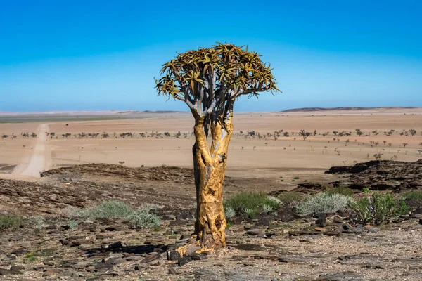 Una Faretra Vedere Nella Savana Namibia Paesaggio Africano — Foto Stock