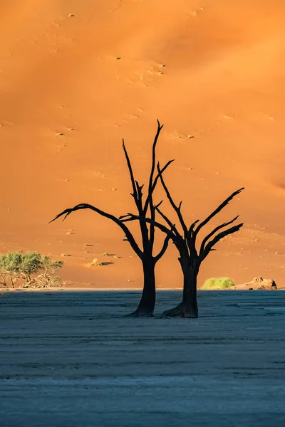 Namibië Namibische Woestijn Dode Acacia Dode Vallei Rode Duinen Achtergrond — Stockfoto