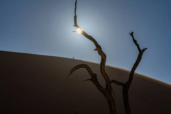 Ναμίμπια Έρημος Ναμίμπια Νεκρή Ακακία Στη Νεκρή Κοιλάδα Κόκκινοι Αμμόλοφοι — Φωτογραφία Αρχείου