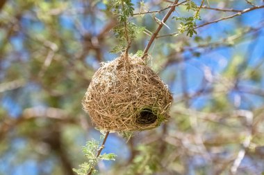 Namibya, güney maskeli dokumacının yuvası, Ploceus velatus