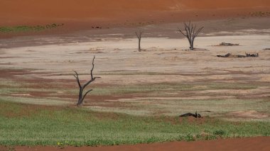 Namibya, Namib Çölü, Ölü Vadi 'deki ölü asyalar, arka plandaki kırmızı kumullar