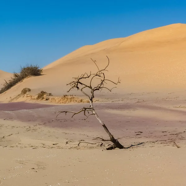 Namibia Deserto Del Namib Albero Morto Isolato Tra Dune Sullo — Foto Stock