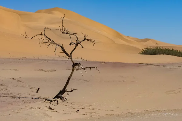 Namibie Désert Namibien Arbre Mort Isolé Dans Les Dunes Arrière — Photo