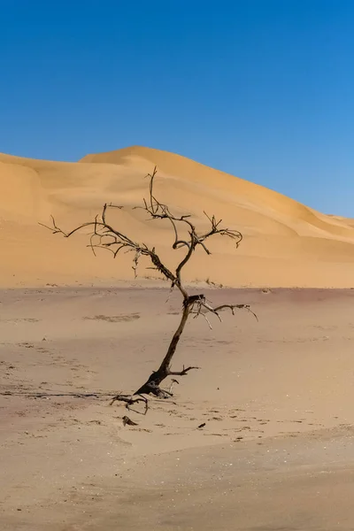 Namibya Namib Çölü Arka Plandaki Kum Tepelerinde Izole Edilmiş Ölü — Stok fotoğraf