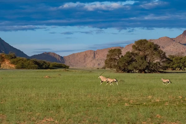 Namibia Manada Oryx Corriendo Sabana Rocas Rojas Fondo — Foto de Stock