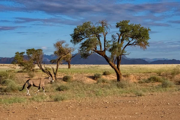 Namibia Oryx Caminando Sabana Rocas Rojas Fondo — Foto de Stock