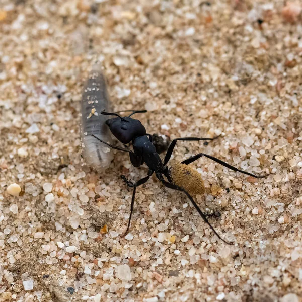 Namibia Ant Eating Worm Namib Desert Life Cycle — Stock Photo, Image