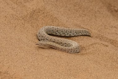 Saharan horned viper, Cerastes cerastes, snake in the sand in the Namib desert clipart