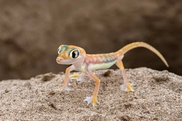 Namib Sand Gecko Small Colorful Lizard Namib Desert — Stock Photo, Image