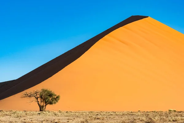 Namibie Désert Namibien Arbre Isolé Dans Les Dunes Rouges Arrière — Photo