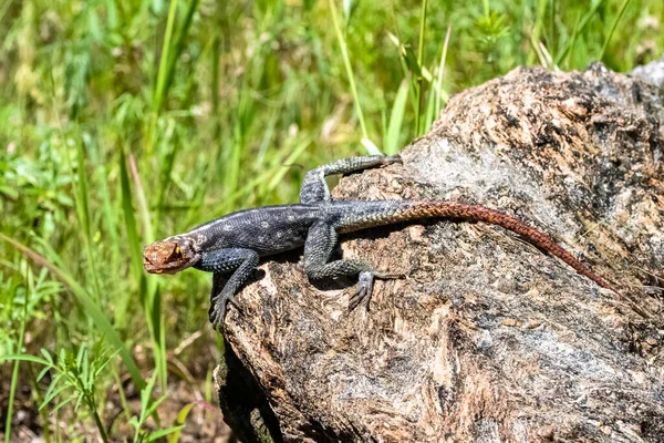 Vanlig Agama Agama Agama Blå Och Orange Ödla Namibia — Stockfoto