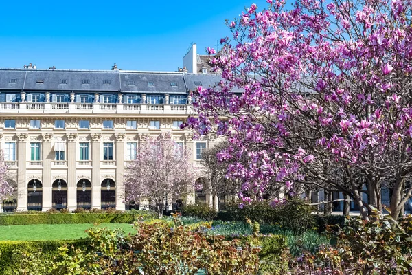 Parijs Het Palais Royal Roze Magnolia Bloei Tuin — Stockfoto