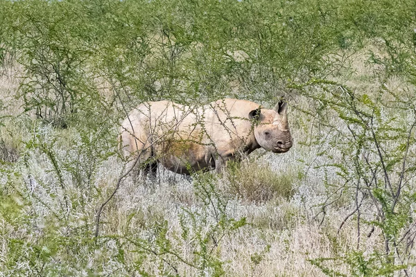 비아의 코뿔소 — 스톡 사진