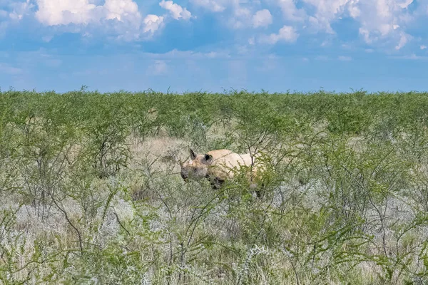 Черный Носорог Кустах Намибии Дикое Животное — стоковое фото