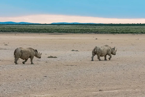在纳米比亚的灌木丛中 有两只黑色犀牛 双犀牛 是一种野生动物 — 图库照片