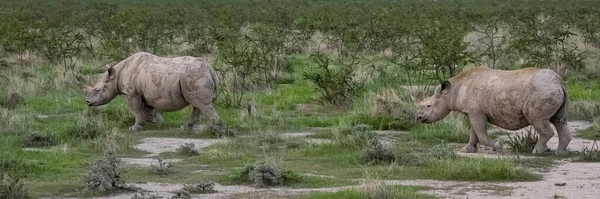 Пара Черных Носорогов Diceros Bicornis Кустах Намибии Дикие Животные — стоковое фото