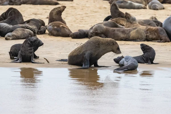 Pieczęć Przylądka Arctocephalus Pusillus Pusillus Rodzina Dziećmi Plaży Namibii — Zdjęcie stockowe