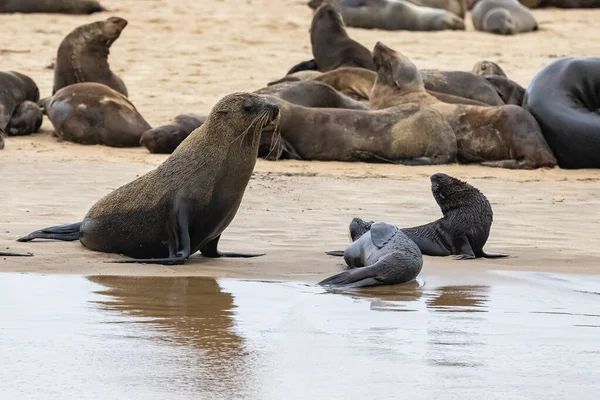 Pieczęć Przylądka Arctocephalus Pusillus Pusillus Rodzina Dziećmi Plaży Namibii — Zdjęcie stockowe