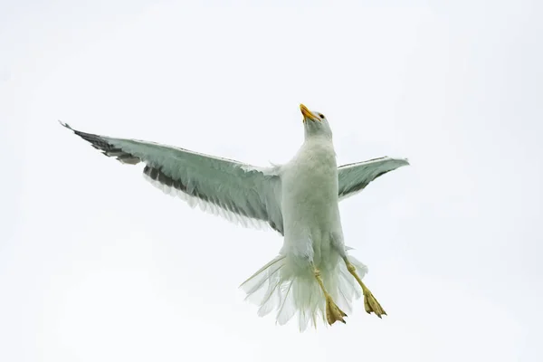 一只海鸥在海里飞来飞去等待食物 — 图库照片