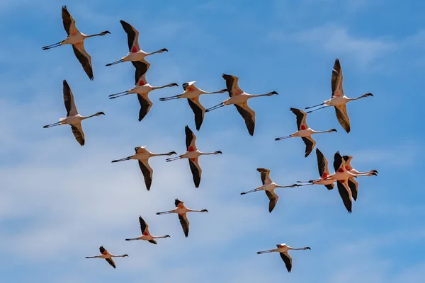 Egy Csapat Rózsaszín Flamingó Repül Namíbiában Gyönyörű Madarak — Stock Fotó