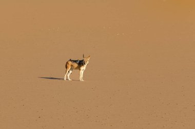 Kum tepesindeki çakal, Canis mesomelas, Namibya