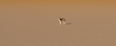 Kum tepesindeki çakal, Canis mesomelas, Namibya