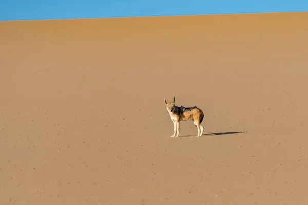 Szakal Wydmie Canis Mesomelas Namibia — Zdjęcie stockowe