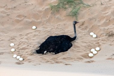Namibya 'da çölde yumurtalarını çatlatan bir devekuşu.